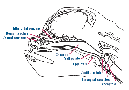 Brachycephalic Airway Syndrome - Baxter & Cleo Veterinary Clinic