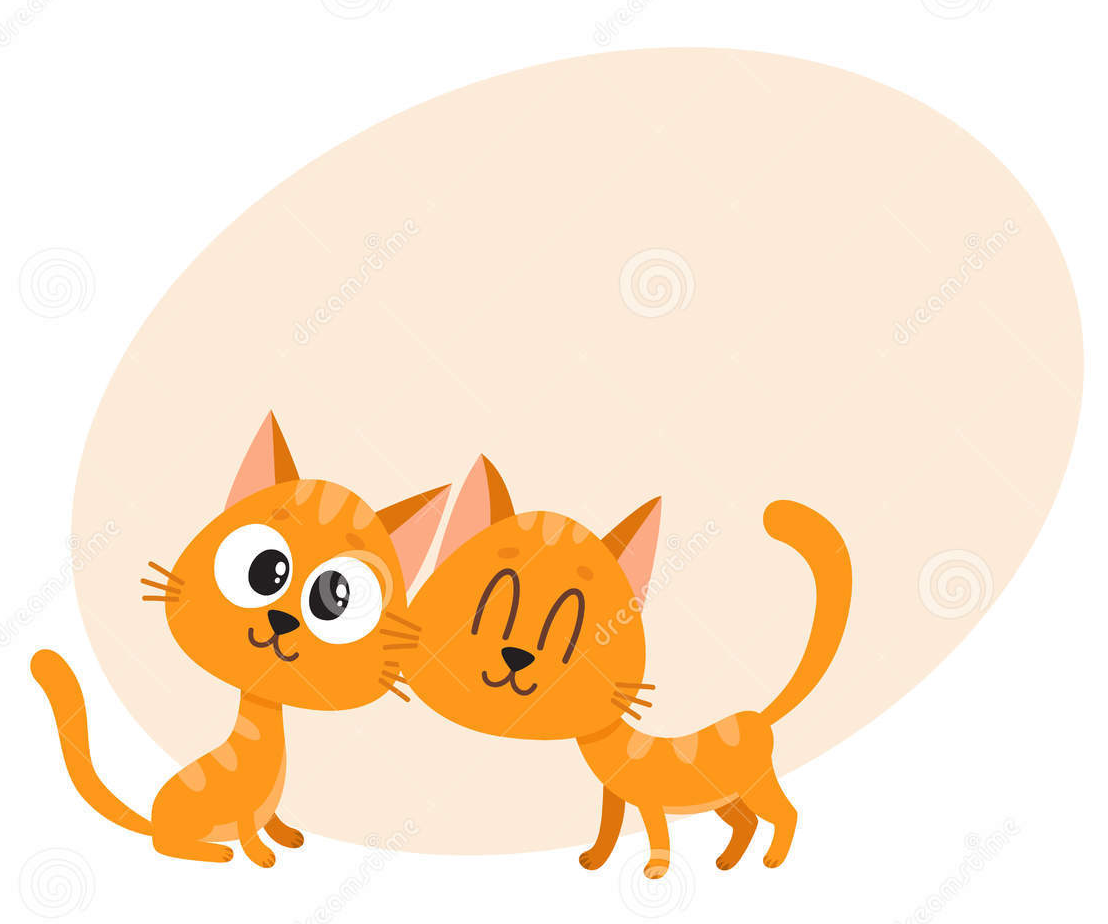 Congratulations on Your New Kitten! Dexter & Evie Vet Clinic + Urgent